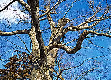 N64Switch在线追加《宝可梦竞技场2》4月12日上线